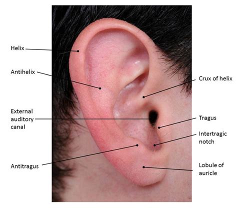 Anatomy of the Ear: Learn about the Pinna and Ear Structures