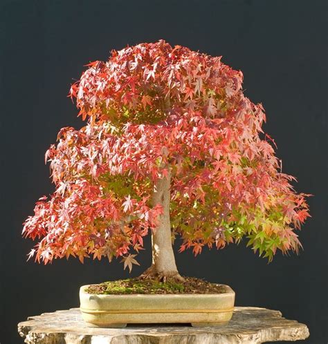 Acer Japonicum Aconitifolium Bonsai