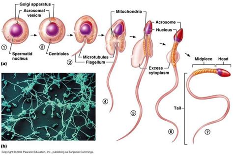 Difference between Spermatogenesis and Spermiogenesis - MD