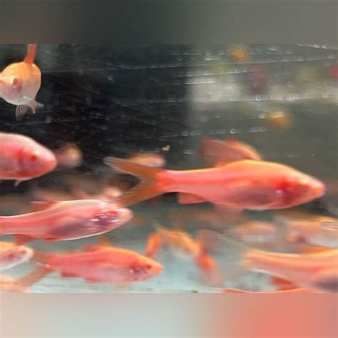 There's a wide variety of Long Fin Albino Cherry Barb (school of 6) AquariumFishSale.com that ...