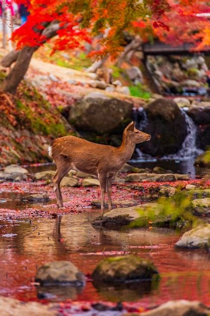 Premium Photo | Deer standing in water