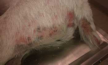How Can A Dog Get Scabies