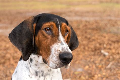 Are Treeing Walker Coonhounds Aggressive