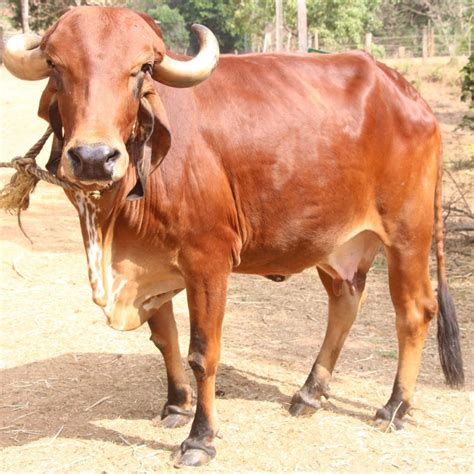 Gir Cattle - Best Milch Purpose breed of India - Welcome to Pasuthai ...