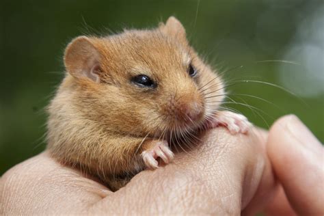 Marking three decades of dormouse conservation | Discover Animals