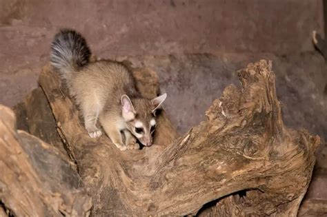 Ringtail - Facts, Diet, Habitat & Pictures on Animalia.bio