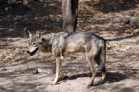 Is That a Wolf? No, That’s The Native American Indian Dog - K9 Web