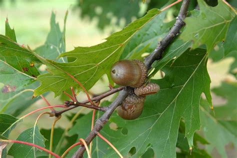 Quercus rubra (American Red Oak, Eastern Red Oak, Mountain Red Oak ...