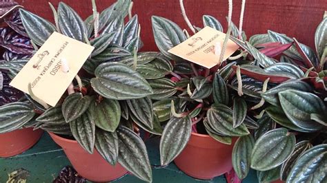 Peperomia Caperata Care: Top 7 Tips for a Thriving Plant