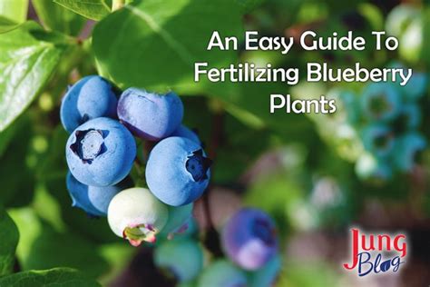 Easy Guide To Fertilizing Blueberry Plants | Jung Seed’s Gardening Blog