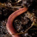 Vermicomposting - How to Start an Earthworm Bin for Composting
