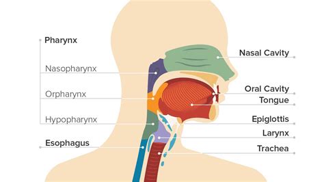 Throat Cancer: Symptoms, Causes, Treatment, and More