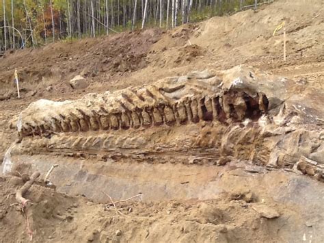 Massive dinosaur fossil unearthed by Alberta pipeline crew | CBC News