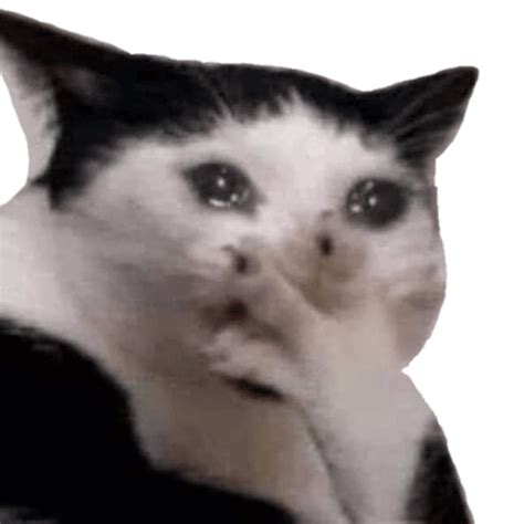 Crying Cat Meme Gifs Png Transparent Background