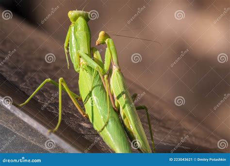 Mating of a Pair of Praying Mantises. Close Up of Pair of European Mantis or Praying Mantis ...