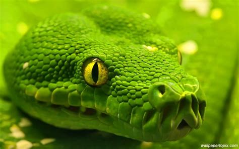 green-king-cobra-photos-snake-face-close-up-wallpapers-HD-for-desktop.jpg 1,920×1,200 pixels ...