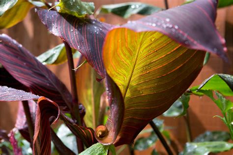 11 plants with bold foliage | Summer flowering bulbs, Plants, Canna lily