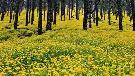 Download Yellow Flower Forest Nature Flower HD Wallpaper