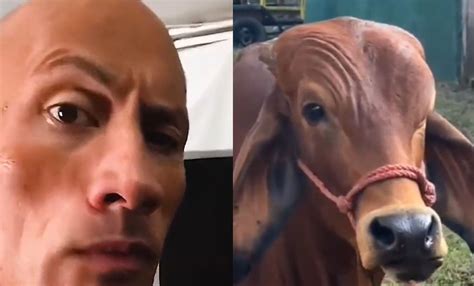 Dwayne Johnson Reacts To Desi Twitter User's Video Of A Cow Doing His Iconic Smoulder: 'Was Not ...