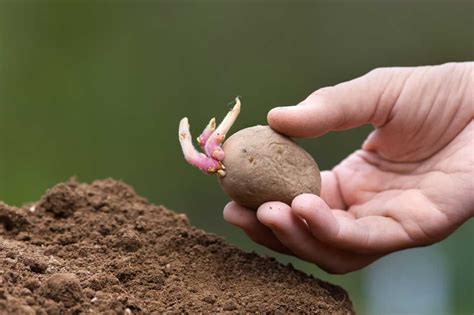 How To Plant Potatoes Garden Answer