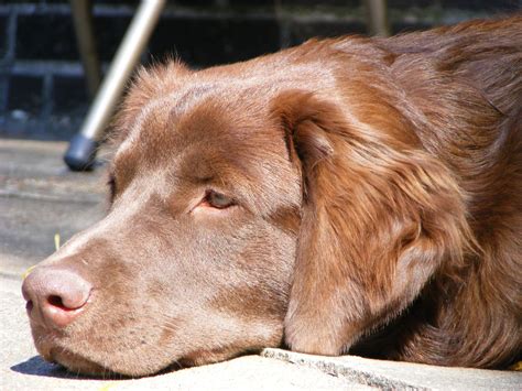 Great Pyrenees/Chocolate lab mix | Labrador mix, Great pyrenees, Labrador retriever