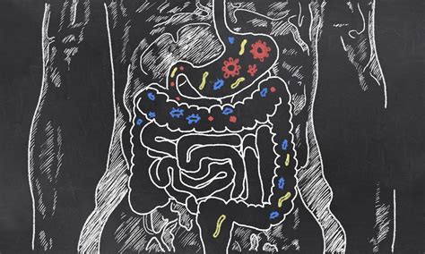 What Is Motilin? Function & Role in Gut Health - SelfHacked