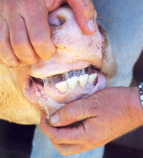 Ageing cattle by their teeth - FutureBeef