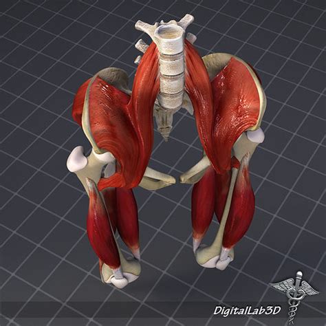 Pelvis Muscle Bone Anatomy 3D | CGTrader