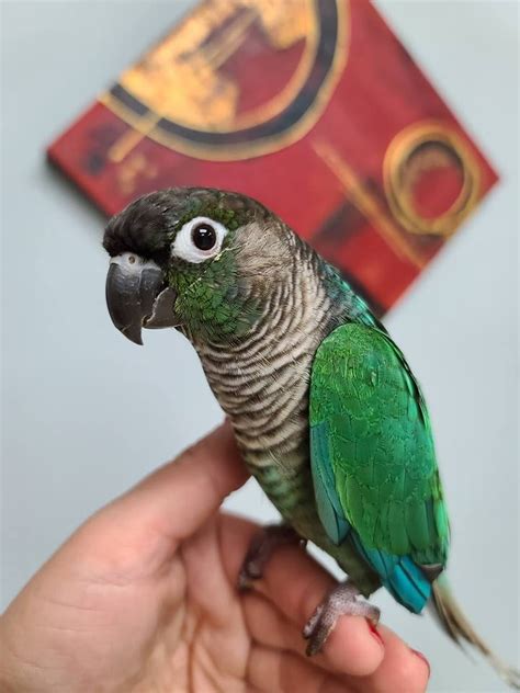 Green Cheek Conures for Sale | Blue Parrot Exotic Birds