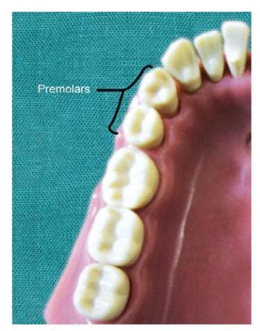 3. Structure of Teeth | Pocket Dentistry