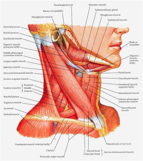 Medical Concept maps : Musculoskeletal system | Neck muscle anatomy ...