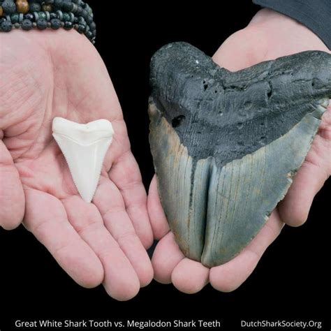 All 93+ Images Megalodon Tooth Compared To A Great White Tooth Full HD, 2k, 4k