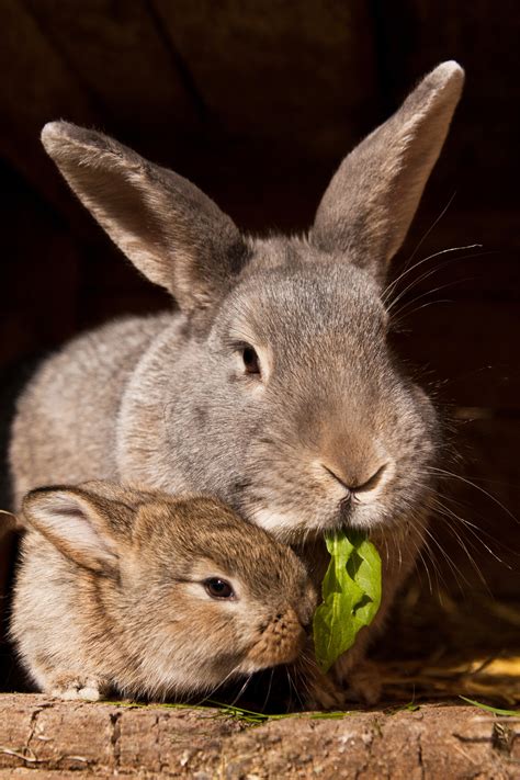 How To Stop A Rabbit From Eating Her Babies