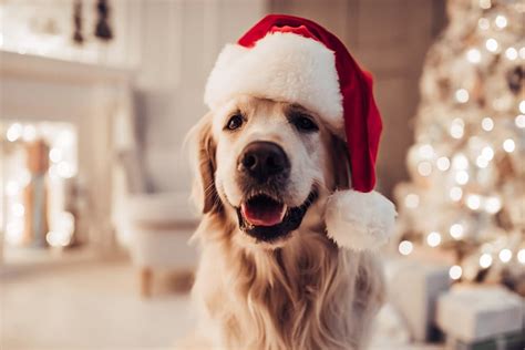 142 Christmas Dog Names to Love All Year Long | Great Pet Care