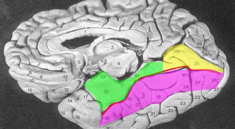 Mapping the Human Brain's Facial Recognition System