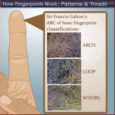 Health Teller: Dermatoglyphic (Fingerprint)