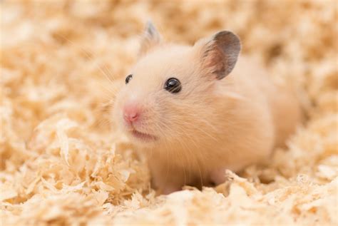 Syrian Hamster - Profile | Facts | Traits | Size | Color | Cute | Poop ...