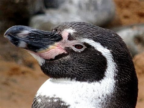 Penguin Up Close Free Stock Photo - Public Domain Pictures