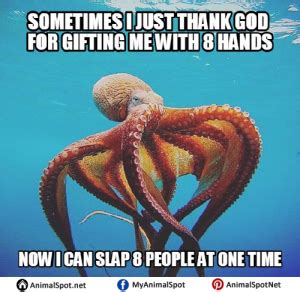 Octopus Memes