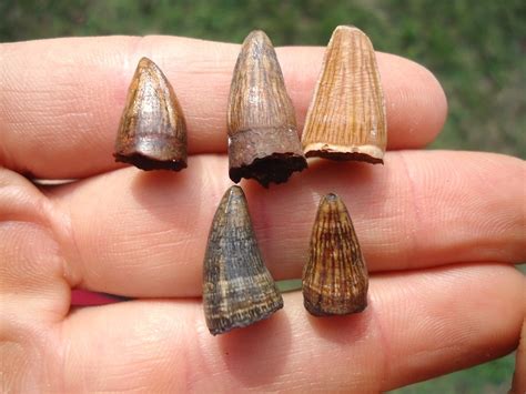 Five Super Colorful Alligator Teeth | Recently Sold | FOSSILS | Prehistoric Florida