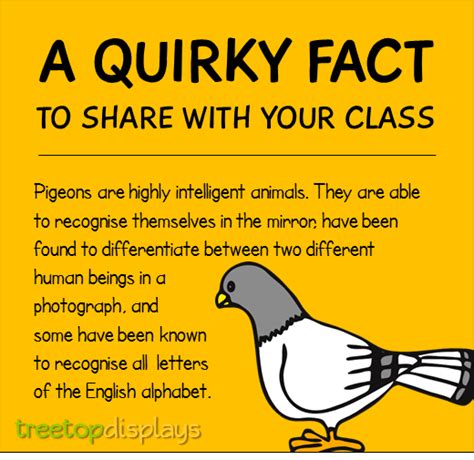 A quirky fact about pigeons to share with your class - from Treetop ...