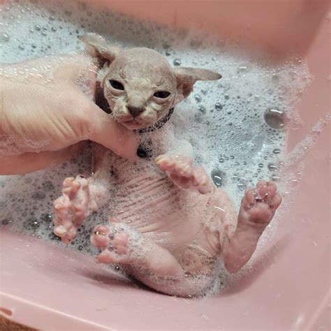 Sphynx Cat Hygiene | Pantheon Sphynx