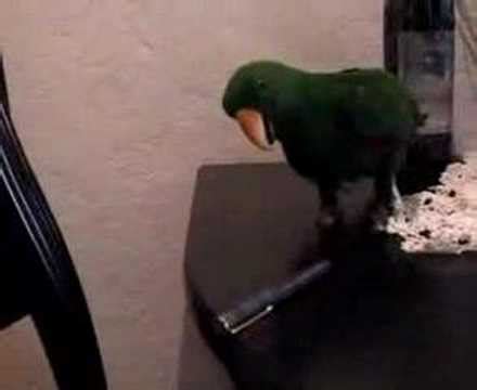 Parrot Song - YouTube