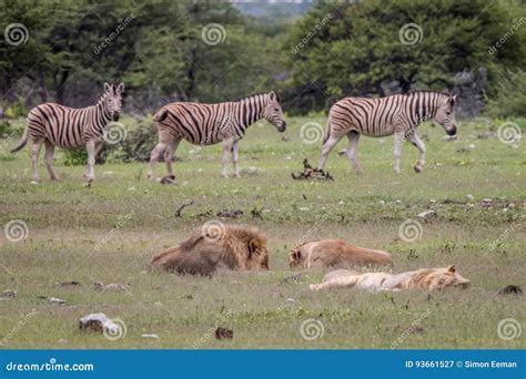 Pride of Lions Sleeping in Front of Zebras. Stock Image - Image of danger, roar: 93661527