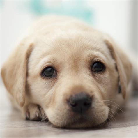 Top 10 Dog Breeds 2012 Infographic Top 10 Dog Breeds - vrogue.co