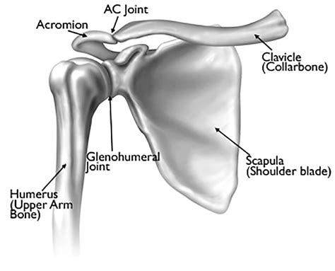 Shoulder Anatomy