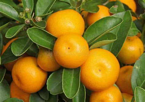 Calamondin Fruits in the Plant Stock Photo - Image of vegetable, shrub: 251957854