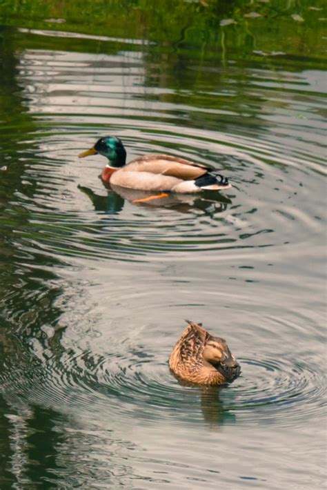 Mallard_ducks-1180240 | Frog Pond Farm