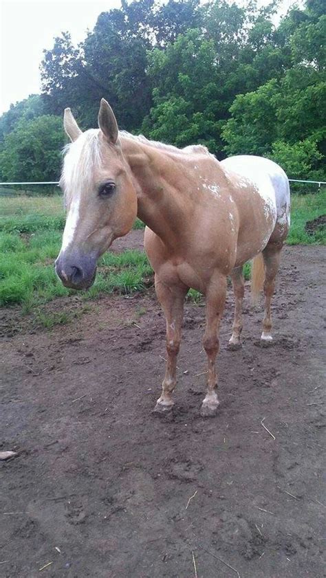 Palomino appaloosa | Horses, Pony, Palomino