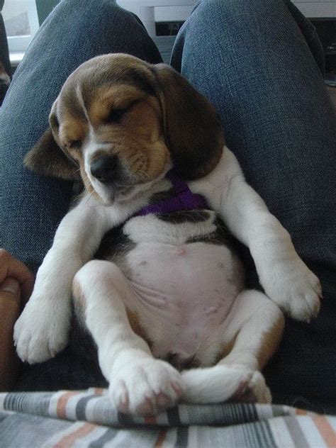 Oh my gosh!! Look at his puppy belly and big paws! Cutest thing EVER! Cute Beagles, Cute Puppies ...